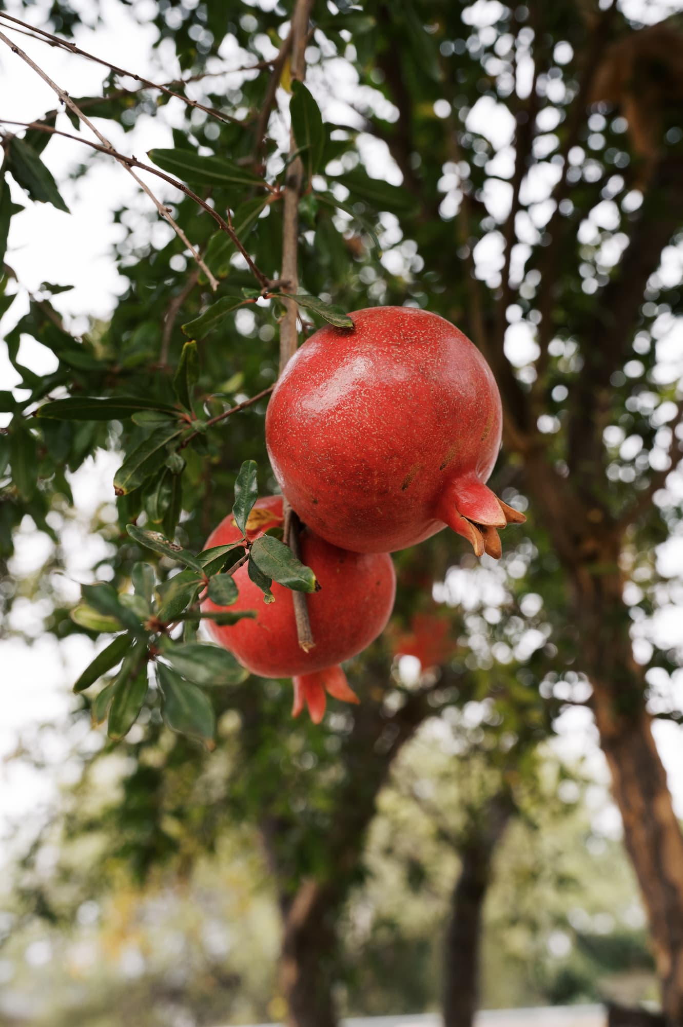 Pomegranates on tree